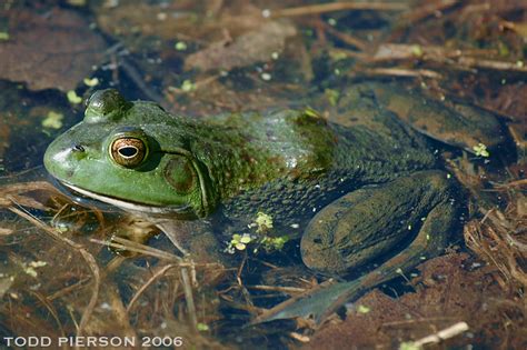American Bullfrog Lithobates Catesbeianus Idaho Fish And Game