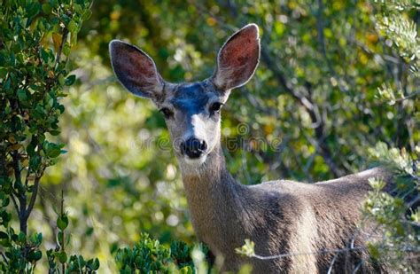 Beautiful Doe In A High Desert Forest Stock Image Image Of Animal