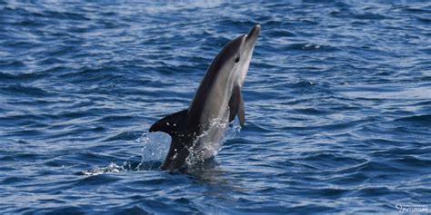 6 Species Of Cetaceans Sighted In São Miguel Island Azores Whales
