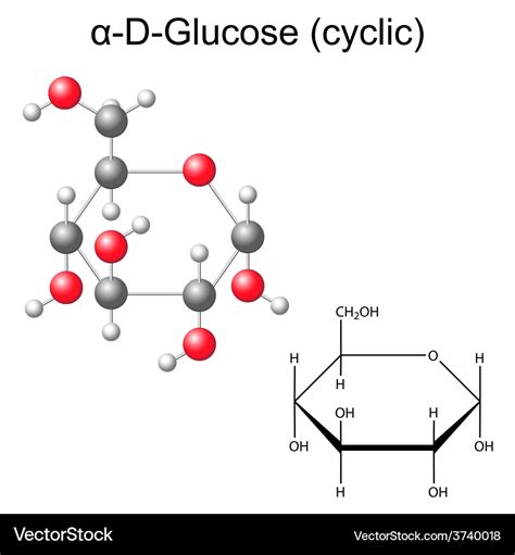 Structural Chemical Formula And Model Glucose Vector Image