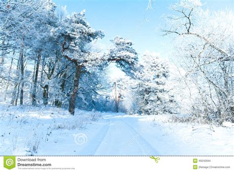 Beautiful Winter Landscape With Snow Covered Trees Sunny