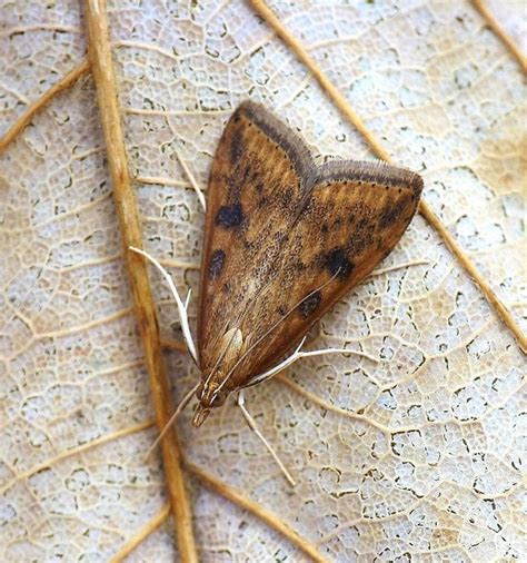 Udea delineatalis (walker in melliss, 1875). Nahuby.sk - Fotografia - vijačka karbincová Udea ferrugalis