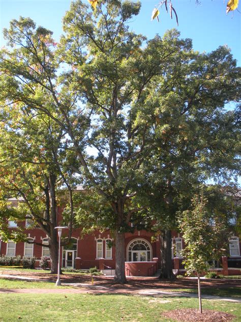 The Different Types Of Oak Trees In Connecticut Mast Producing Trees