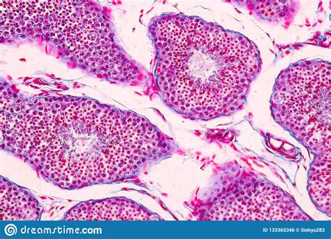 Section Of Testis Tissue Under The Microscope Stock