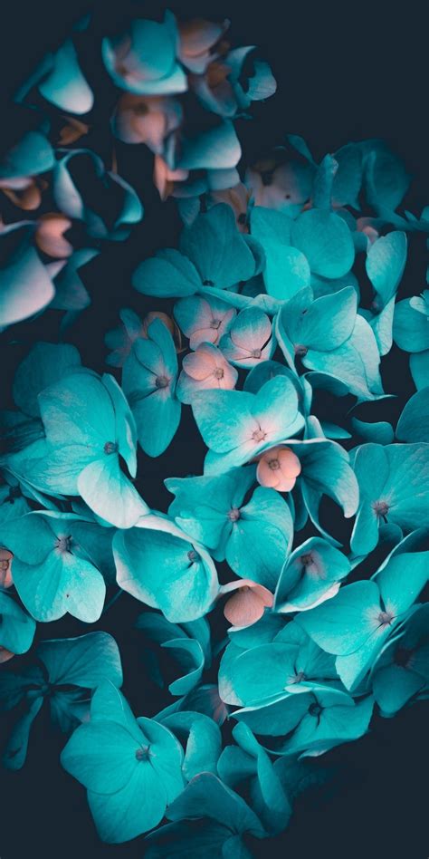 Teal Flower Wallpapers Top Free Teal Flower Backgrounds Wallpaperaccess