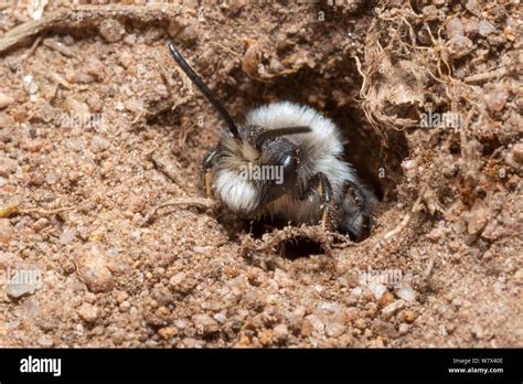 Ashy Mining Bee Andrena Cineraria Burrowing In Sand Peak District