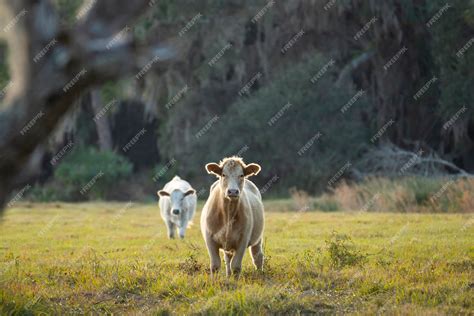 Premium Photo Milk Cows Grazing On Green Farm Pasture On Summer Day