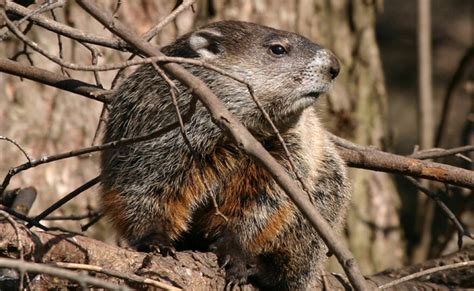 Meet The Underground Mammals That Emerge In Spring Iowa Public Radio