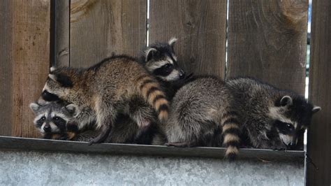 Pregnant Raccoon Travels Across The Country In Back Of Truck To Deliver