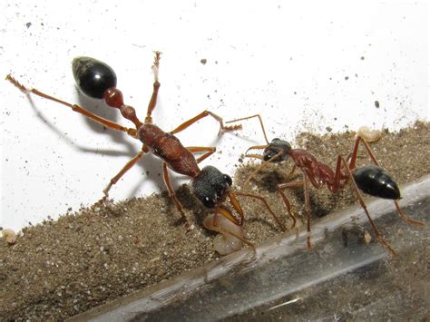 Myrmecia Nigriceps 01 The Queen And A Worker Flickr