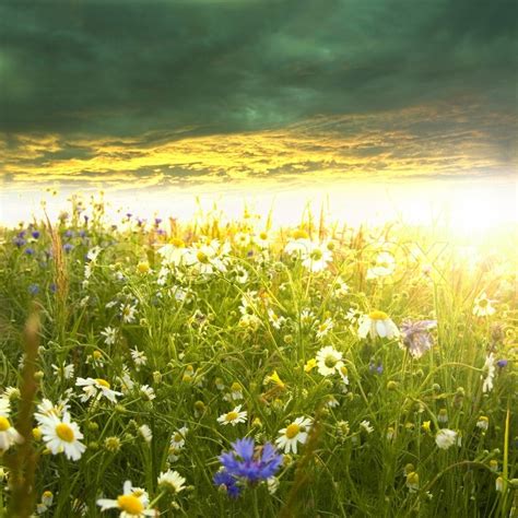 Green Meadow Full Of Flowers At Summer Sunrise Stock Photo Colourbox