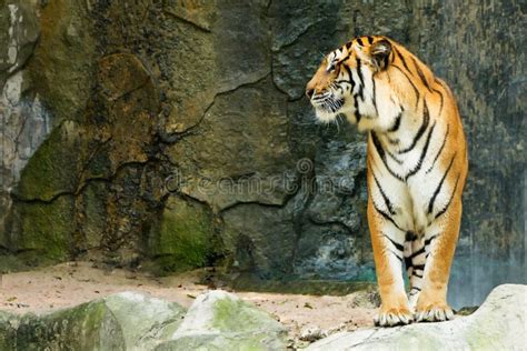 Bengal Tiger Standing Facing To The Side Stock Image Image Of Wild