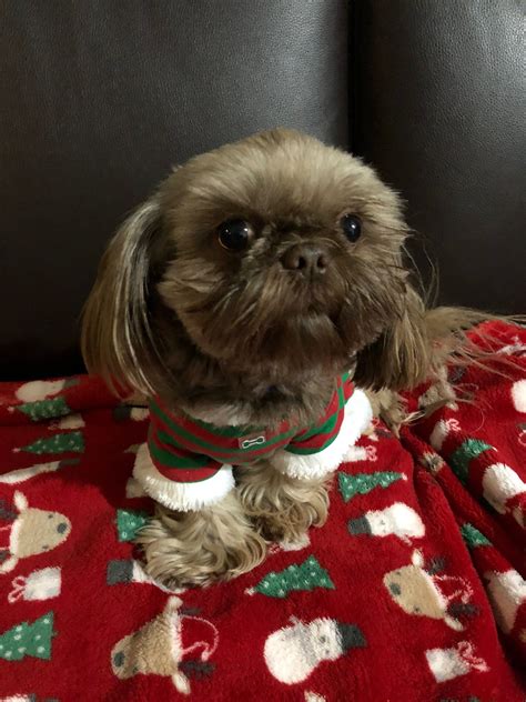 Mihaela Cena - Shih Tzu Puppies for Sale in Puyallup, WA | AKC Marketplace