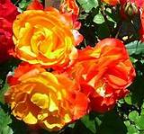 Pictures of Orange Climbing Rose