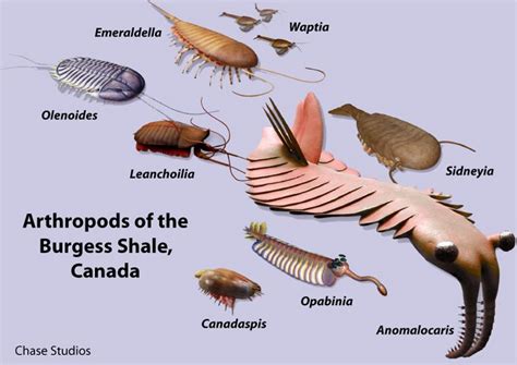 The Cambrian Period 542 488 Million Years Ago Began With