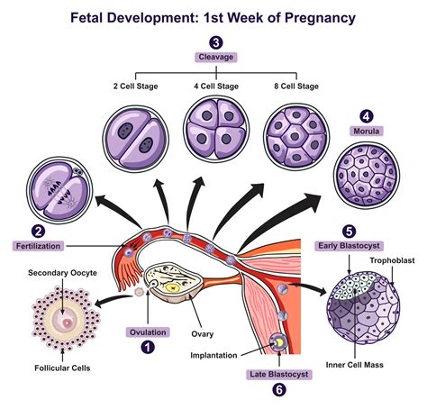 post fertilization and pre embryonic stage human reproduction a clinical approach