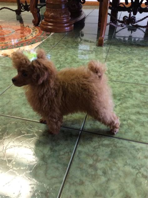 Family affair standards offers red and white parti and phantom standard poodles & puppies for sale in addition to 12 more colors. Puppies for sale - Toy Poodle, Toy Poodles - ##f_category ...