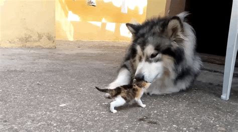 Big Dog Has The Best Reaction To Meeting Tiny Orphaned Kitten