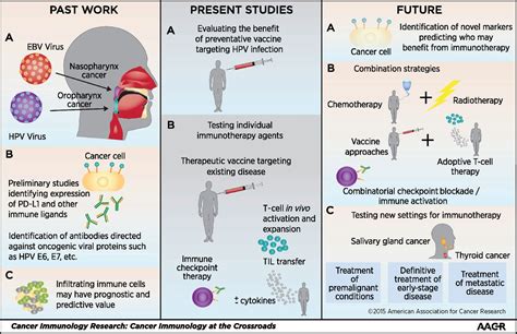 Immunity In Head And Neck Cancer Cancer Immunology Research