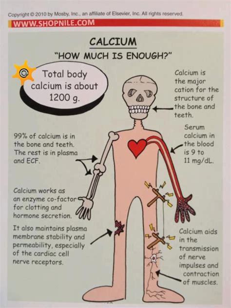 Calcium Each Human Has A Natural Magnetic Field Around Their Physical