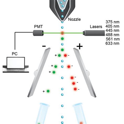 Fluorescence Activated Cell Sorting Facs The Suspended Cells Are