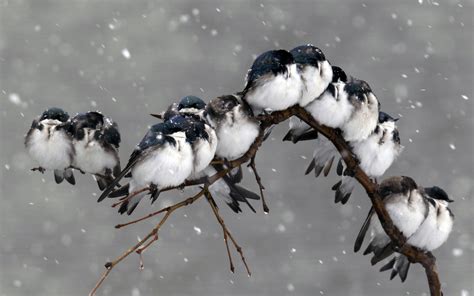 Wallpaper Bird Branch Snow Winter Desktop Wallpaper