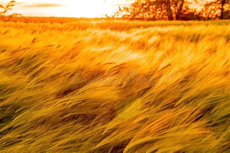 Abstract Defocused Green Wheat Field In Countryside Field Of Wheat