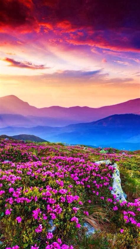 Field Of Pink Flowers And Mountainview Beautiful Nature Nature Pictures