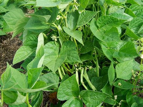 Growing Pinto Beans How To Grow Pinto Beans