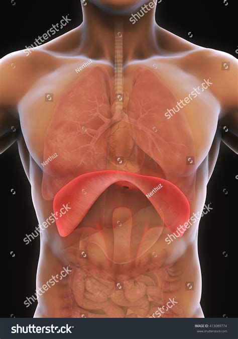 Human Diaphragm Anatomy Illustration 3d Render Stock Illustration ...