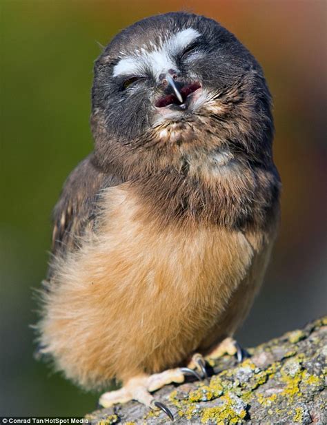 Laughing Baby Owl In San Francisco Daily Mail Online