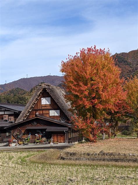 白川郷紅葉 色づき・見頃具合