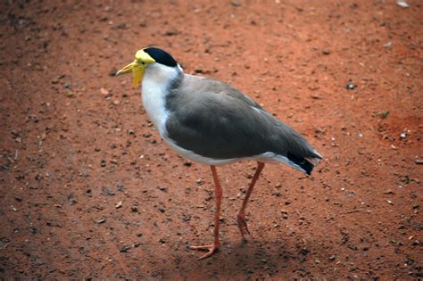 Download australian bird species identification - DriverLayer ...