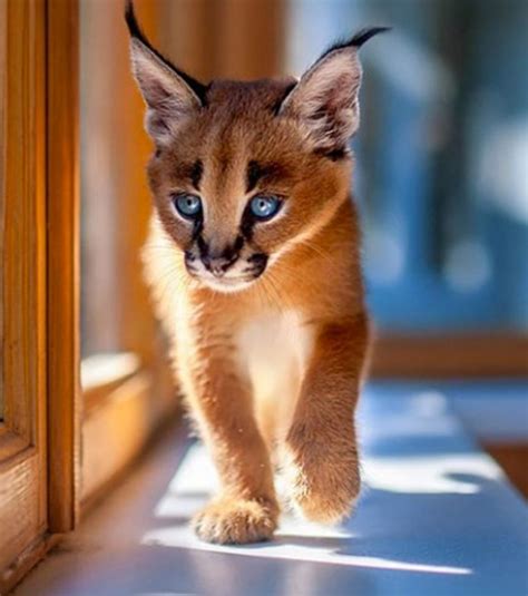 Entdecke Mit Uns Fotos Der Schönsten Katze Der Welt