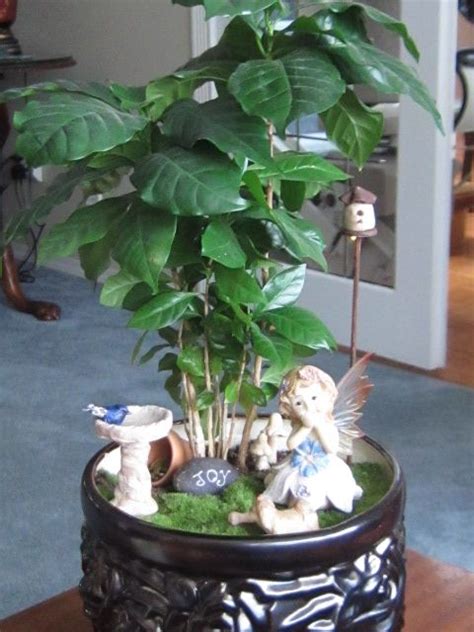 Coffee beans are often labeled with their tropical places of origin: coffee bean plant garden | Mini garden, Bean plant, Plants