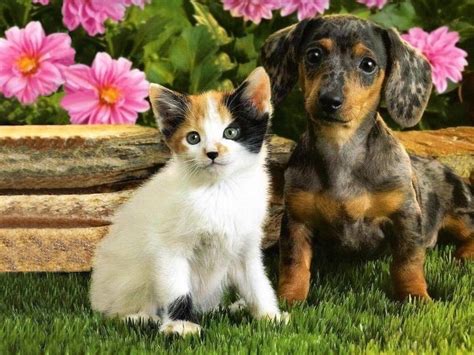 Cute Dogspets Puppies And Kittens Together Pictures