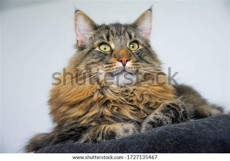 Huge Tabby Norwegian Forest Cat Laying Stock Photo 1727135467