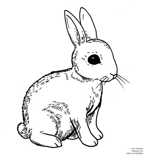 Drawing Of Rabbit Drawing Ofeu