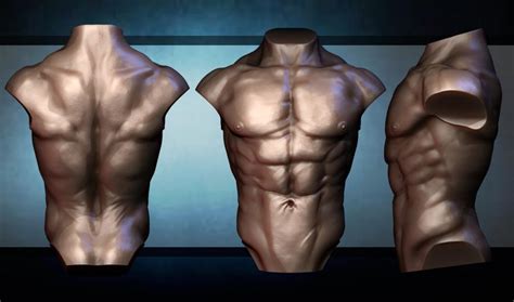 Begins with the structural characteristics of bones and muscle mass. Anatomy Torso Study by GastonBR on DeviantArt