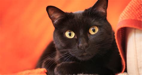However, in africa, superstition is not considered superstition. It's Time to Change Your Mind About Black Cat Superstition