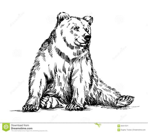 Draw an oval shape head. Black And White Engrave Isolated Vector Bear Stock Vector ...