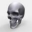 Skull Anatomy Model Printable  CGTrader
