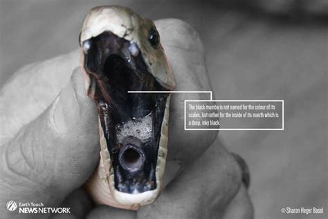 In Photos Anatomy Of A Black Mamba How It Works Earth Touch News