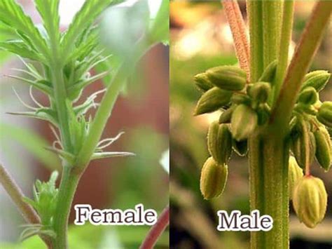 Difference Between Male And Female Plants Best Seed Bank December 2023