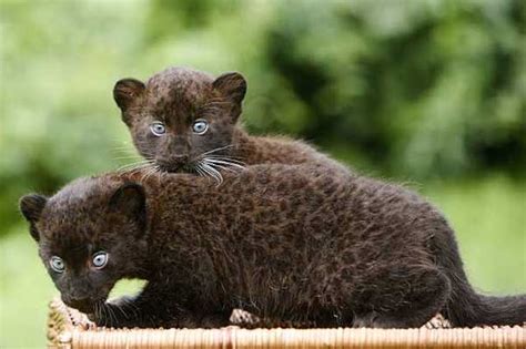 Your Morning Adorable Black Panther Cubs Mug For The