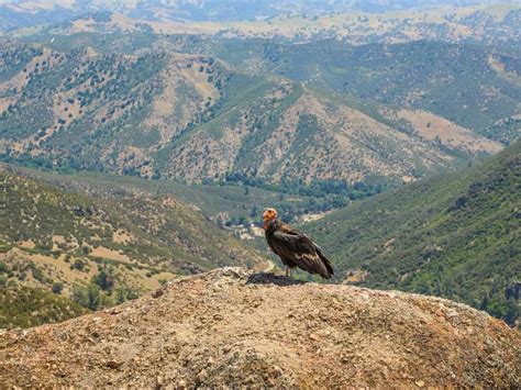 Where Do Condors Live California Condor Habitat Birdfact