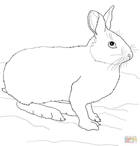 Mammals Hares Snowshoe Hare Coloring Pages