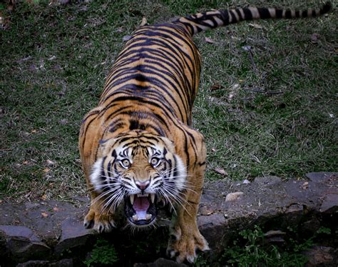 Tiger Sumatran Scream Harimau Sumatra Majestic Animals Tiger