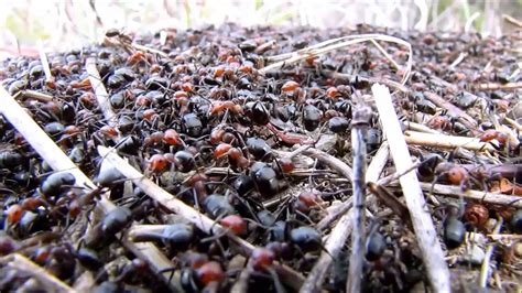 Swarming Ants Youtube