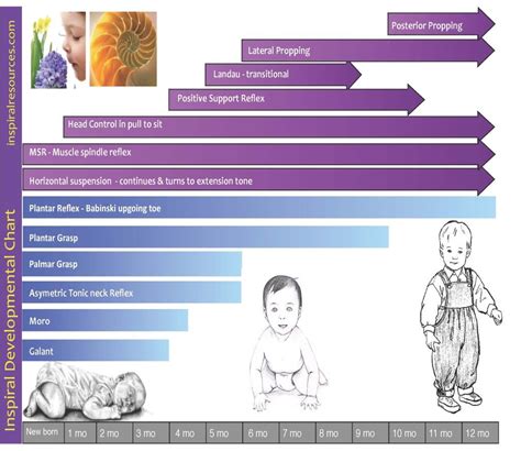 Neonatal Reflexes Chart